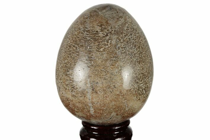Polished Agatized Dinosaur (Gembone) Egg - Morocco #189828